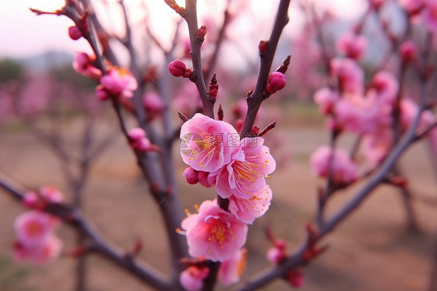 桃树上盛开的桃花图片
