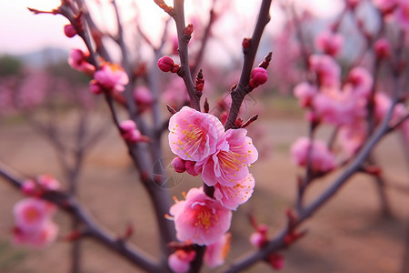 桃树上盛开的桃花图片