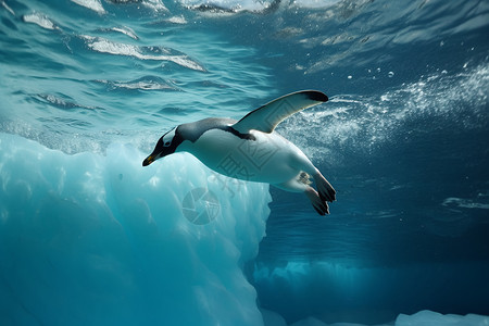 企鹅游泳海洋里游泳的企鹅背景