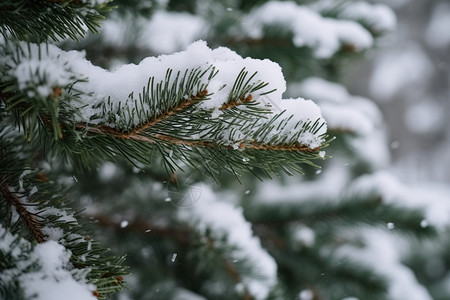 冬天户外白雪覆盖的松树林图片