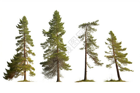 三棵树木森林中的三棵松树背景
