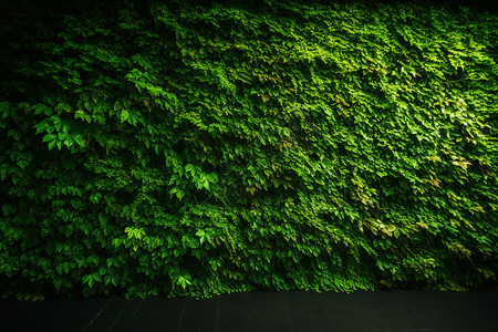 绿色植物的墙壁背景图片