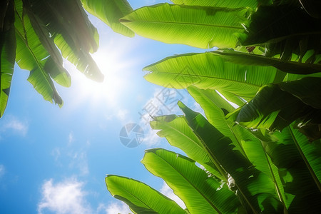 一棵芭蕉树热带地区的芭蕉叶背景