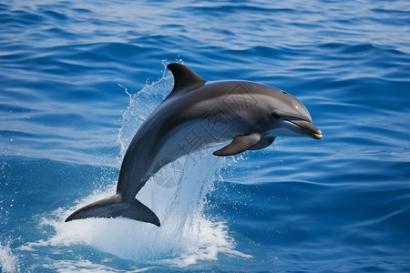 海洋中的海豚背景图片