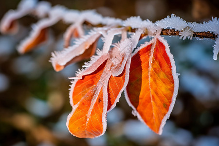 冬天结冰的叶子图片