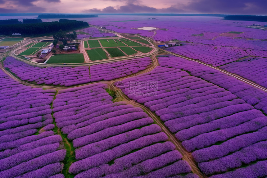紫色田野花海图片