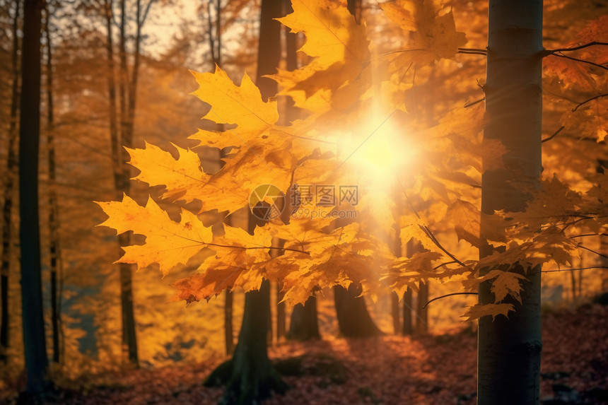 美丽的秋天环境图片