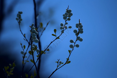 户外植物树枝图片