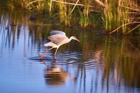 飞鹤素材千库夏天芦苇池塘中的飞鹤背景