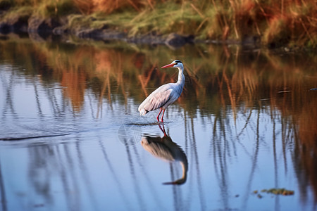 池塘中美丽的飞鹤背景图片