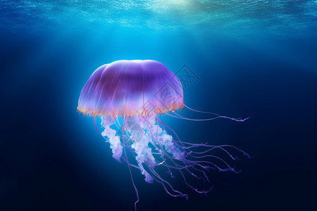 美丽的海底生物水母图片