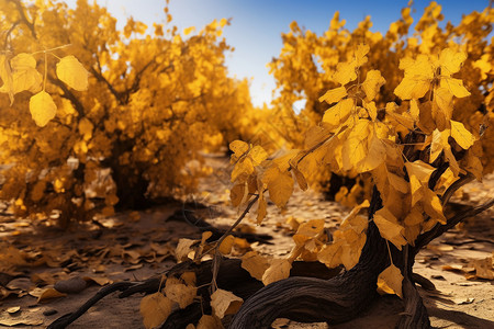 秋天枯黄的树木枝叶背景图片