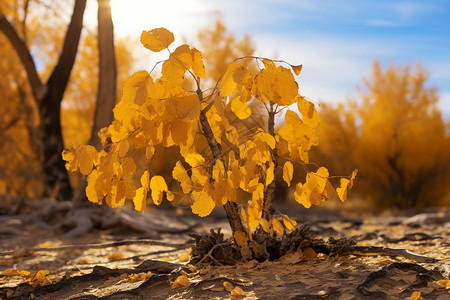 秋天枯黄的树木图片