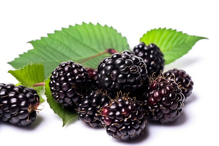 美味的黑莓子背景图片