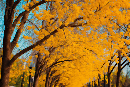 秋季银杏叶图片