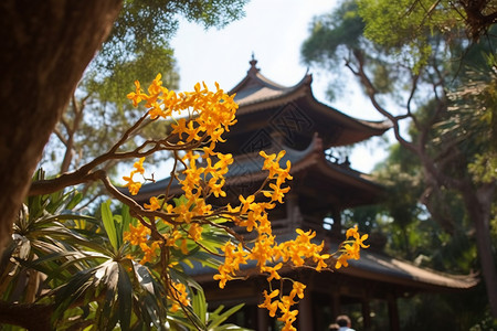 古代露个前的花朵屋顶高清图片素材