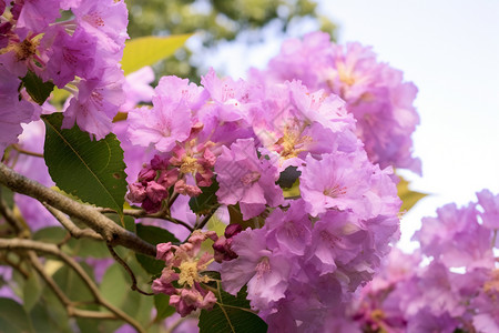 美丽的紫薇花背景图片