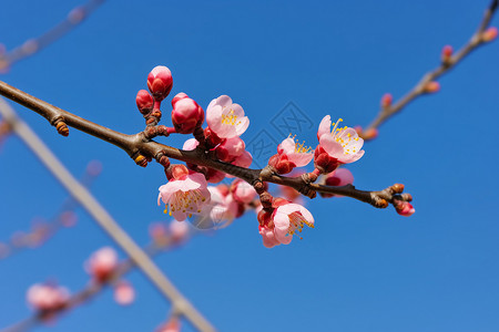 果树上的花朵图片