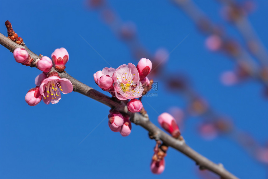 粉红色的花朵图片