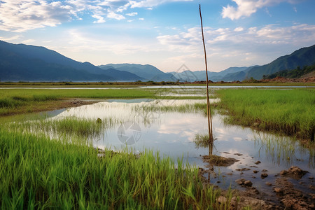 广袤的水草背景图片
