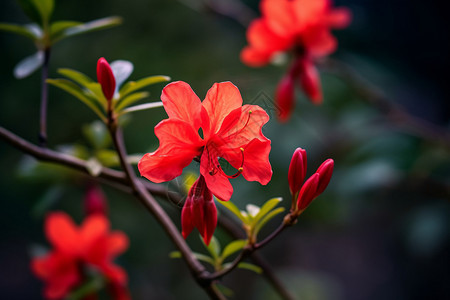 红色的杜鹃花图片