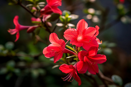 火红的杜鹃花背景图片