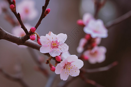 开放的樱花树枝开放高清图片