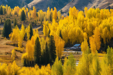 秋天的大树金黄色的树林背景