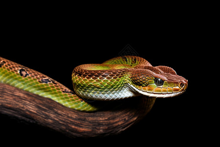 绿色的毒蛇各种蛇类高清图片