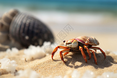 夏天可爱贝壳海滩旁的寄居蟹背景