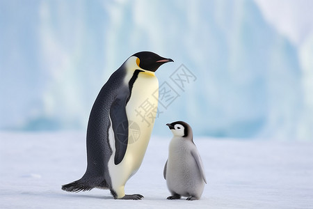 打伞的小企鹅可爱的企鹅插画