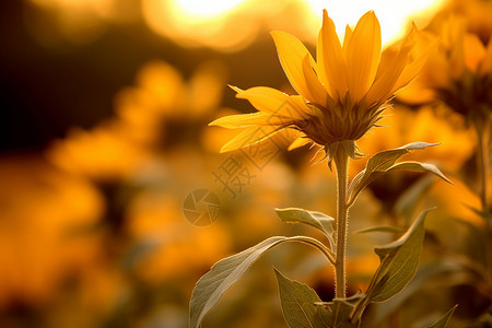温暖阳光照射在花朵上图片