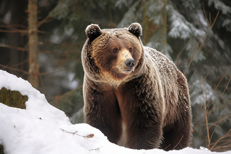 雪地里的棕熊图片