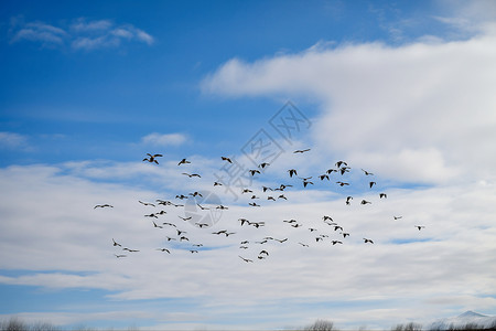 鸟类迁徙大自然迁徙的鸟背景