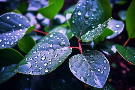 树叶上的雨滴背景图片