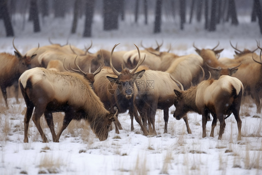 冬天的鹿群在寻找食物图片