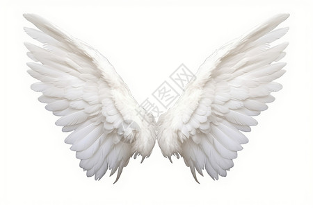 白色背景下的白色翅膀图片