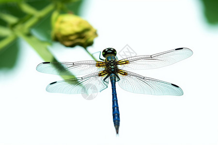 美丽的动物蜻蜓图片