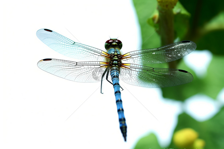 美丽的野生蜻蜓图片
