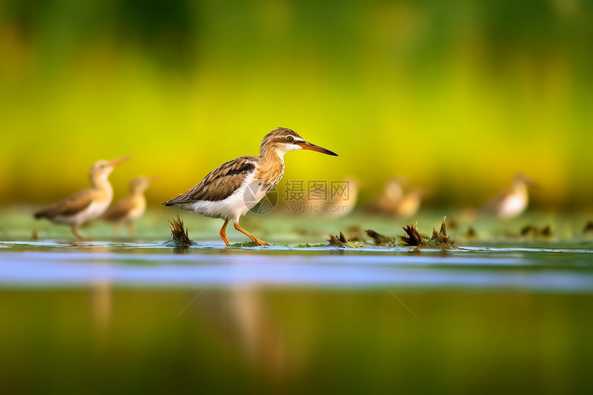 湿地生活的鸟类图片