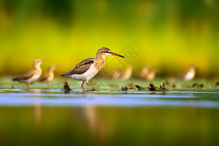 湿地生活的鸟类图片