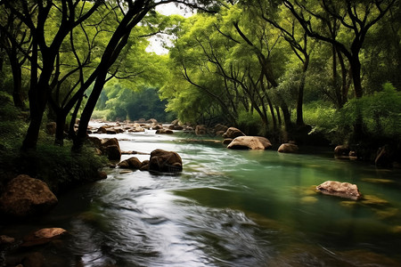 美丽的树林小溪图片