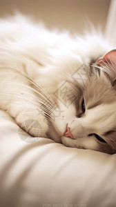 可爱的睡觉小猫图片