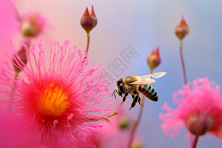辛勤的蜜蜂辛勤蜜蜂高清图片