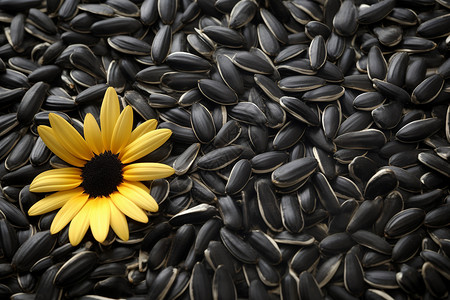 食品黑色背景创意的葵花籽向日葵设计图片