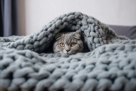 可爱的宠物猫毛毯高清图片素材