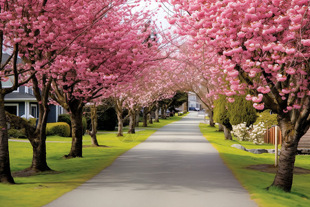 花园大道开满樱花的林荫大道背景