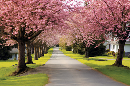 花园大道樱花盛开的道路背景