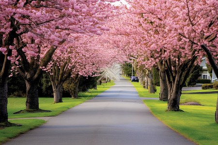 花园大道道路上美丽的樱花背景