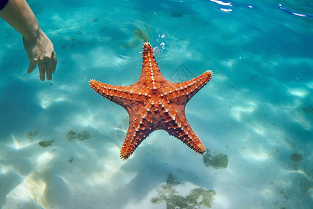 海底沙地海星背景图片